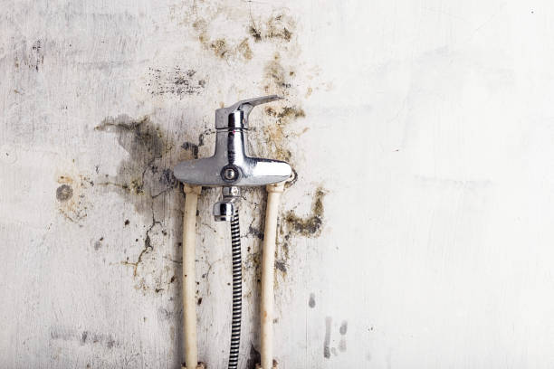 Best Home Mold Removal  in Warm Springs, CA