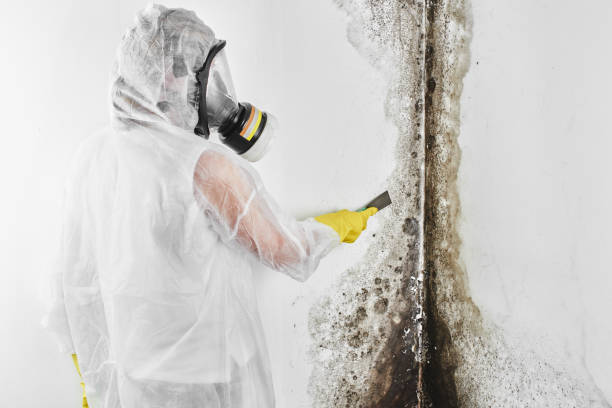 Best Toxic Mold Removal  in Warm Springs, CA