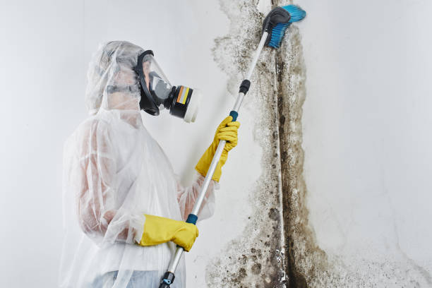 Best Office Mold Removal Services  in Warm Springs, CA