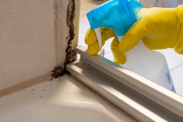 Best Black Mold Removal  in Warm Springs, CA