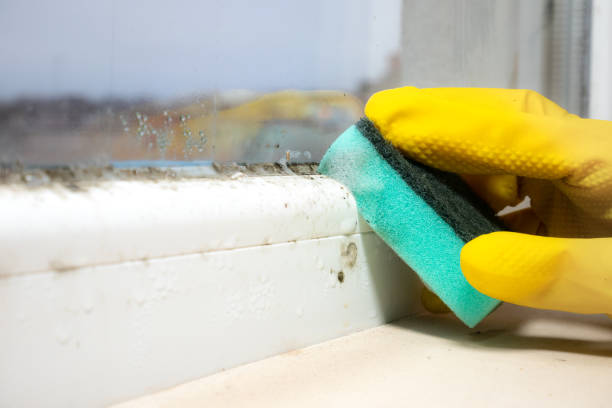 Best Black Mold Removal  in Warm Springs, CA