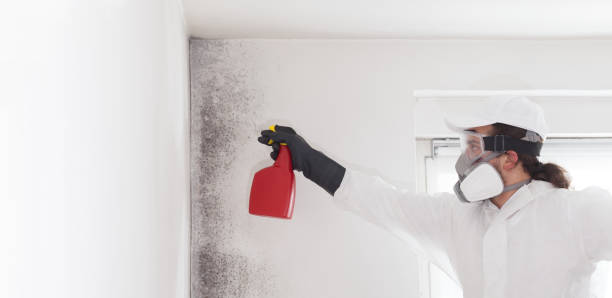 Professional Mold Removal in Warm Springs, CA
