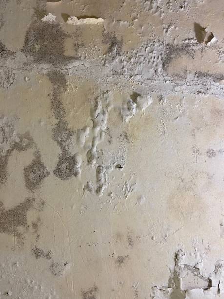 Best Residential Mold Removal  in Warm Springs, CA