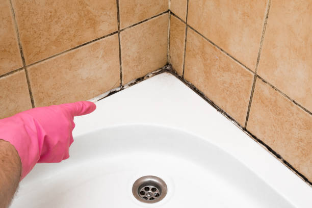 Best Best Mold Removal Companies  in Warm Springs, CA